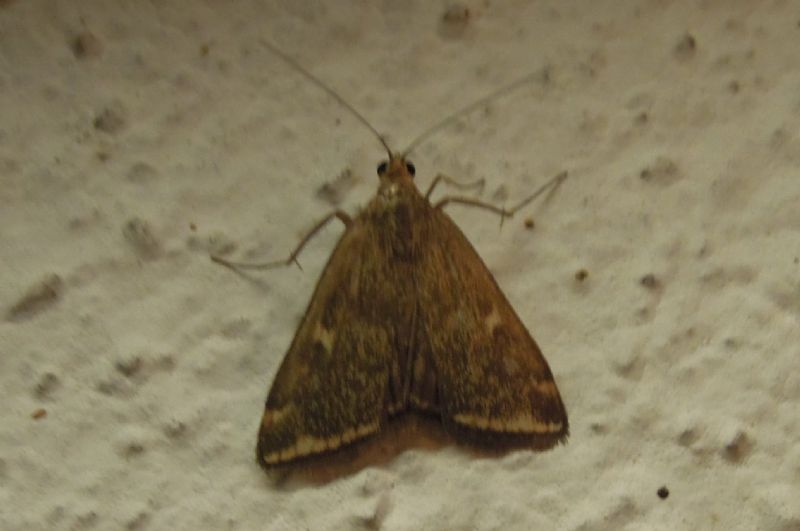 Loxostege sticticalis ?? - S, con Pyrausta despicata